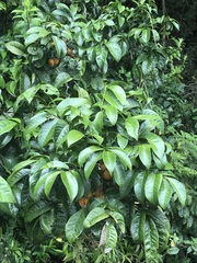 Dysoxylum setosum