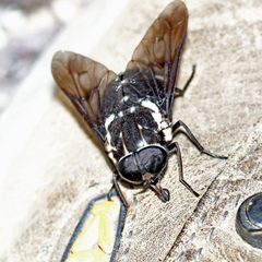Triclista guttata