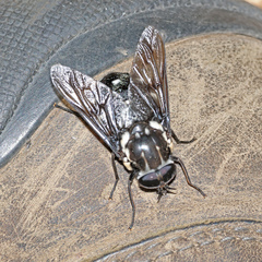 Triclista guttata