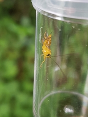 Xanthopimpla rhopaloceros