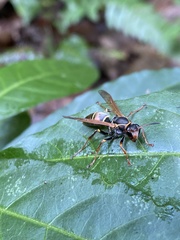 Polistes pacificus