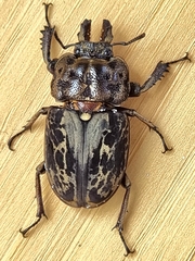 Ryssonotus nebulosus