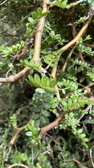 Sophora prostrata