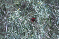 Cardellina rubra