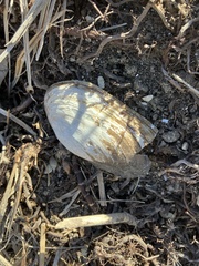 Uniomerus tetralasmus