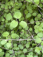 Coprosma rotundifolia