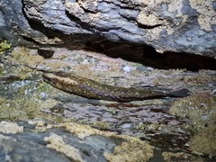 Acanthoclinus fuscus