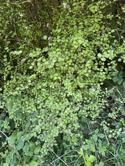 Coprosma rotundifolia