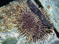 Evechinus chloroticus