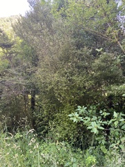 Coprosma rotundifolia