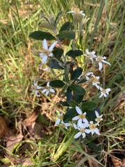 Olearia myrsinoides