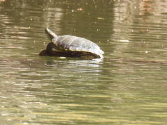 Trachemys hartwegi