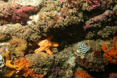 Pentagonaster duebeni