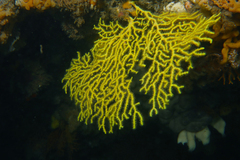 Melithaea