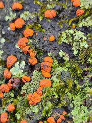 Amphilogia gyrosa