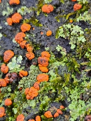 Amphilogia gyrosa