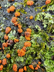 Amphilogia gyrosa