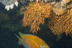 Melithaea zimmeri