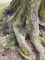Amphilogia gyrosa
