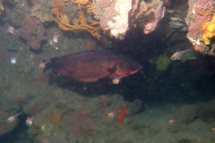 Lotella rhacina