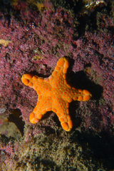 Pentagonaster duebeni