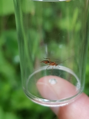 Meteorus pulchricornis