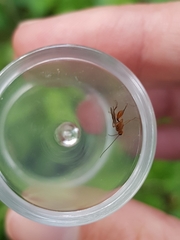 Meteorus pulchricornis