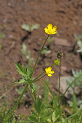 Ranunculus orthorhynchus platyphyllus
