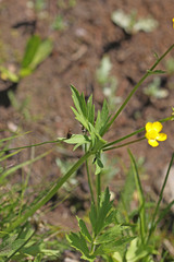 Ranunculus orthorhynchus platyphyllus
