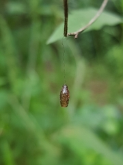 Meteorus pulchricornis