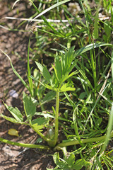 Ranunculus orthorhynchus platyphyllus