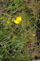 Ranunculus orthorhynchus platyphyllus
