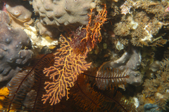 Melithaea