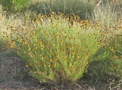 Helenium amarum badium