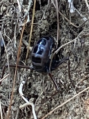 Autolyca pallidicornis