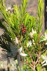 Melanerythrus mactans