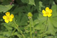 Ranunculus orthorhynchus platyphyllus