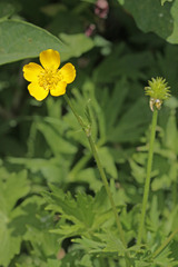 Ranunculus orthorhynchus platyphyllus