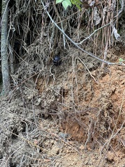 Autolyca pallidicornis