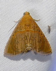 Eulepidotis bourgaulti