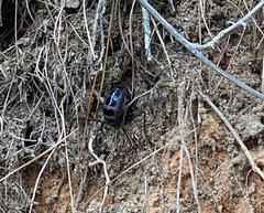 Autolyca pallidicornis