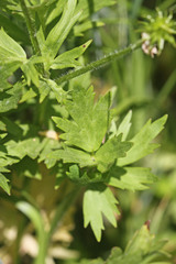 Ranunculus orthorhynchus platyphyllus