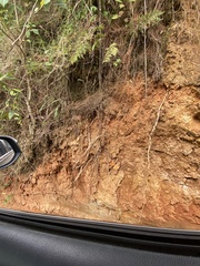 Autolyca pallidicornis