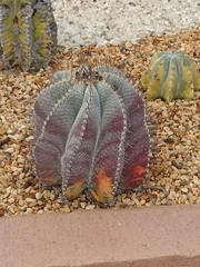 Astrophytum