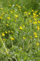 Ranunculus orthorhynchus platyphyllus