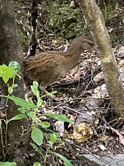 Gallirallus australis