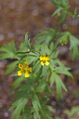 Ranunculus orthorhynchus platyphyllus