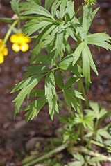 Ranunculus orthorhynchus platyphyllus