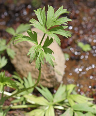 Ranunculus orthorhynchus platyphyllus