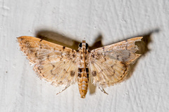 Tylostega